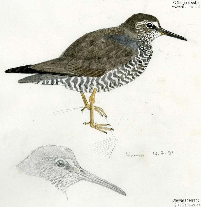 Wandering Tattler, identification