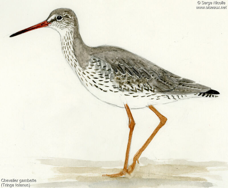 Common Redshank, identification