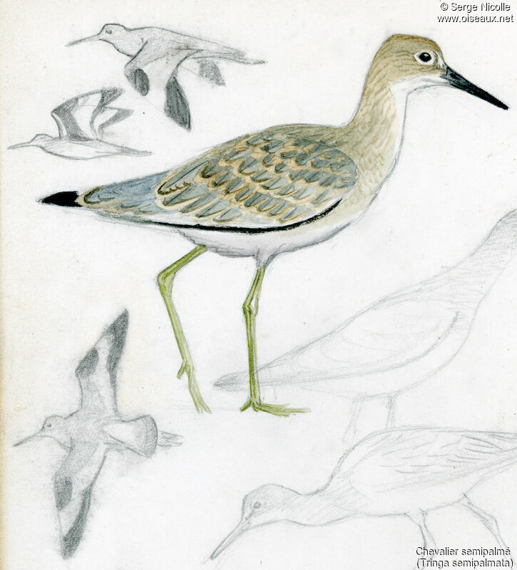 Willetjuvenile, identification