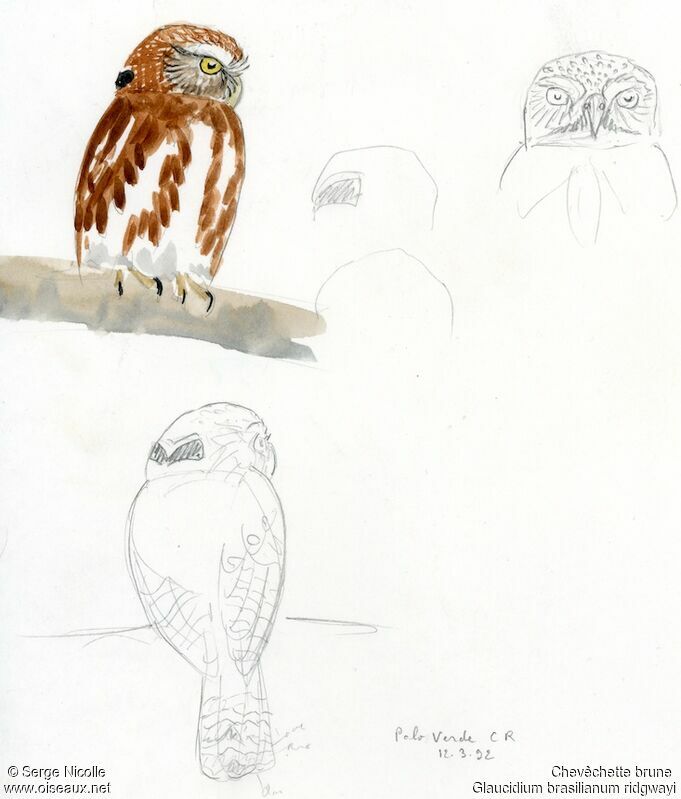 Ferruginous Pygmy Owl, identification