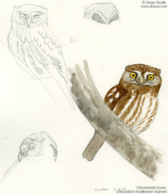 Ferruginous Pygmy Owl, identification