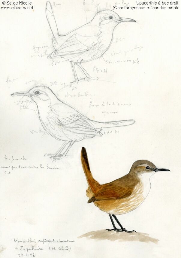 Straight-billed Earthcreeper