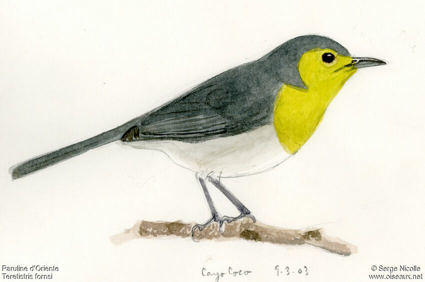 Oriente Warbler
