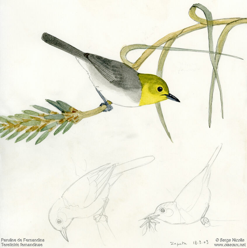 Yellow-headed Warbler