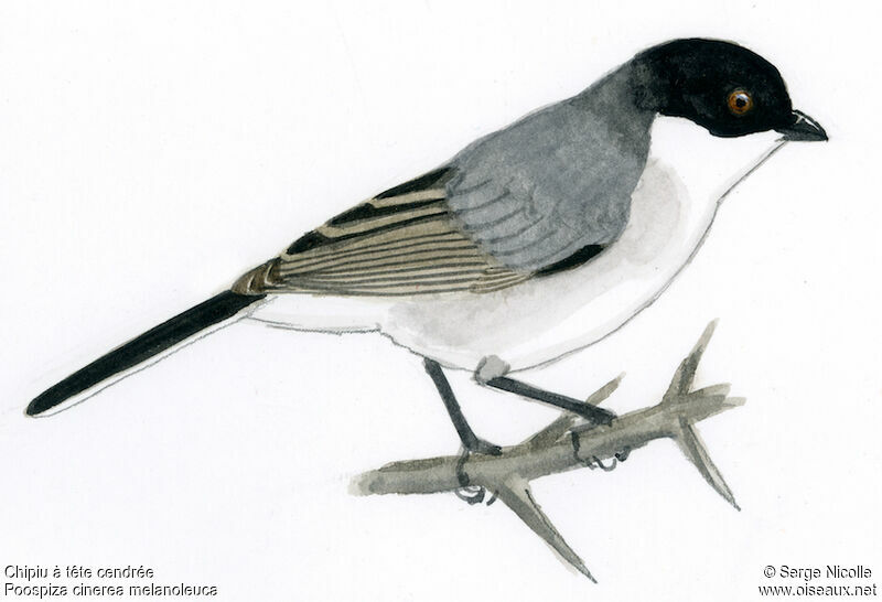 Cinereous Warbling Finch, identification