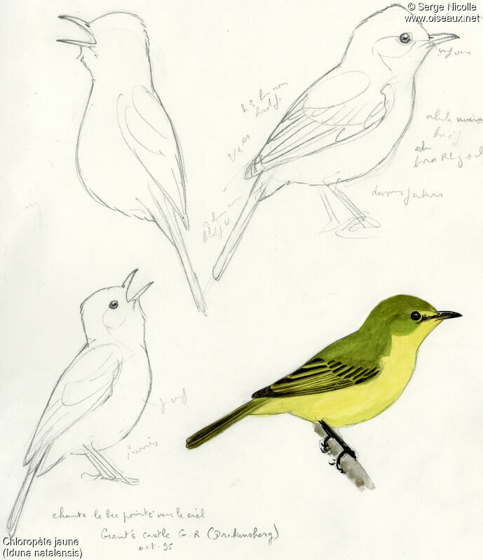 African Yellow Warbler, identification