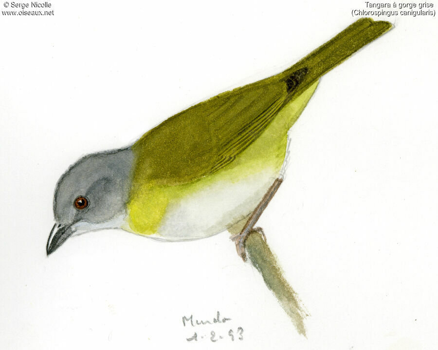 Ashy-throated Chlorospingus