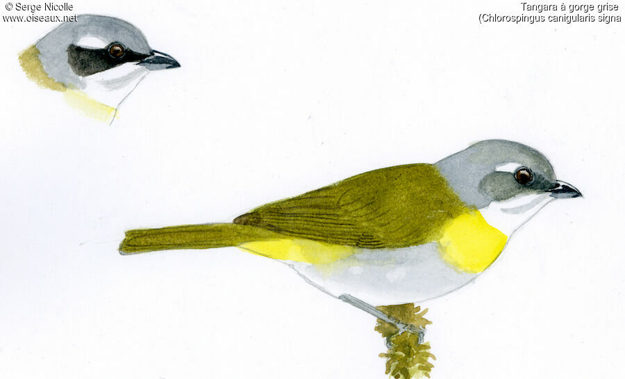 Ashy-throated Chlorospingus