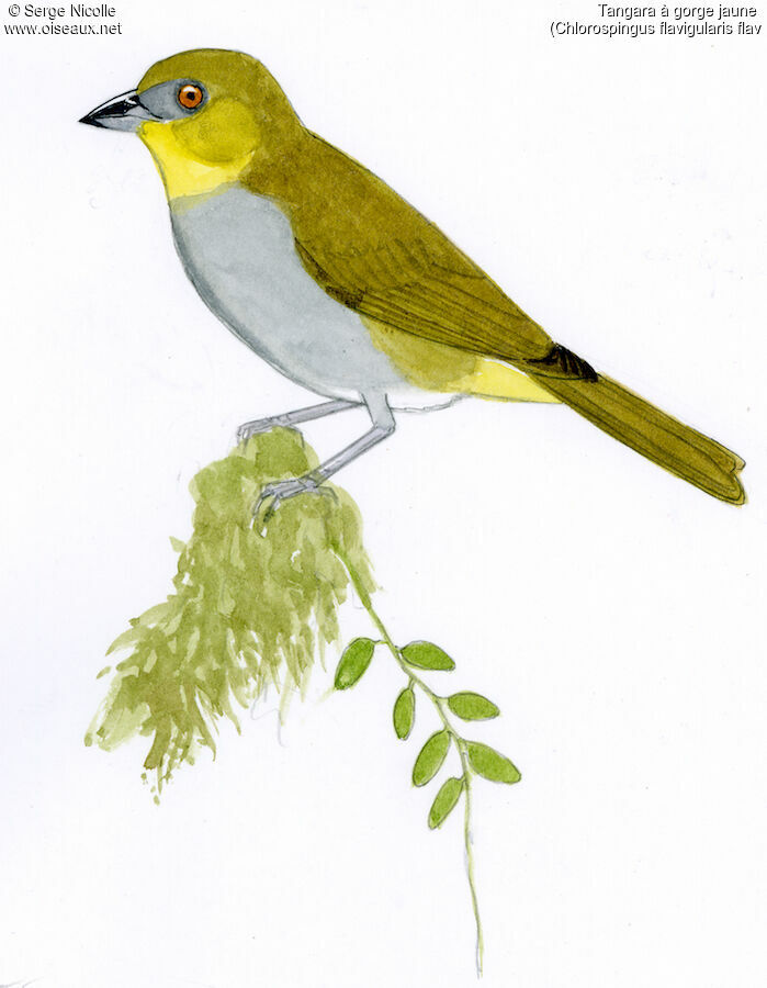 Yellow-throated Chlorospingus