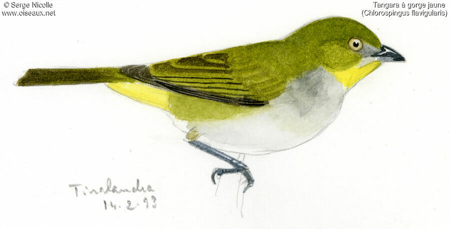 Yellow-throated Chlorospingus