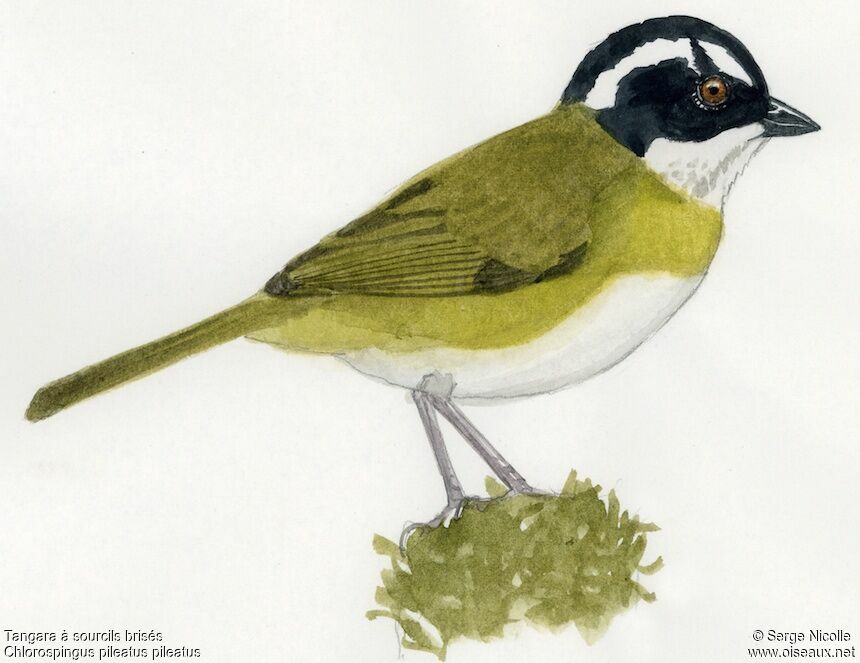 Sooty-capped Chlorospingus