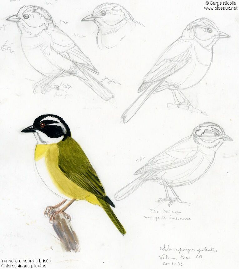 Sooty-capped Chlorospingus
