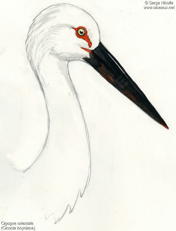 Oriental Stork, identification