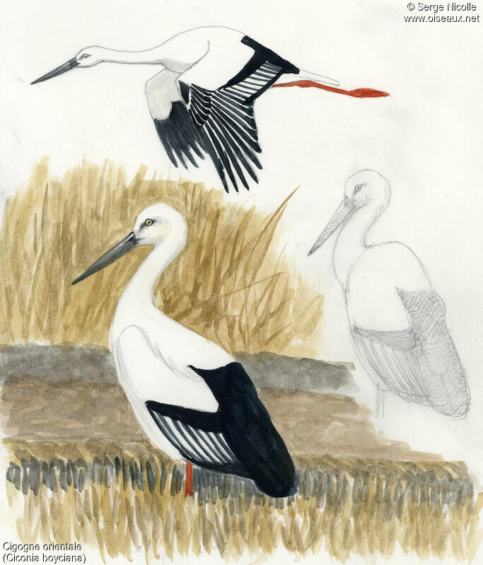 Oriental Stork, identification