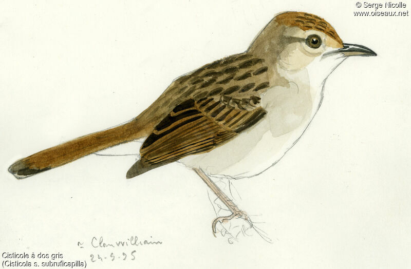 Grey-backed Cisticola, identification