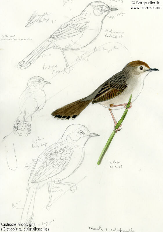 Grey-backed Cisticola, identification