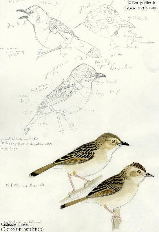 Croaking Cisticola, identification