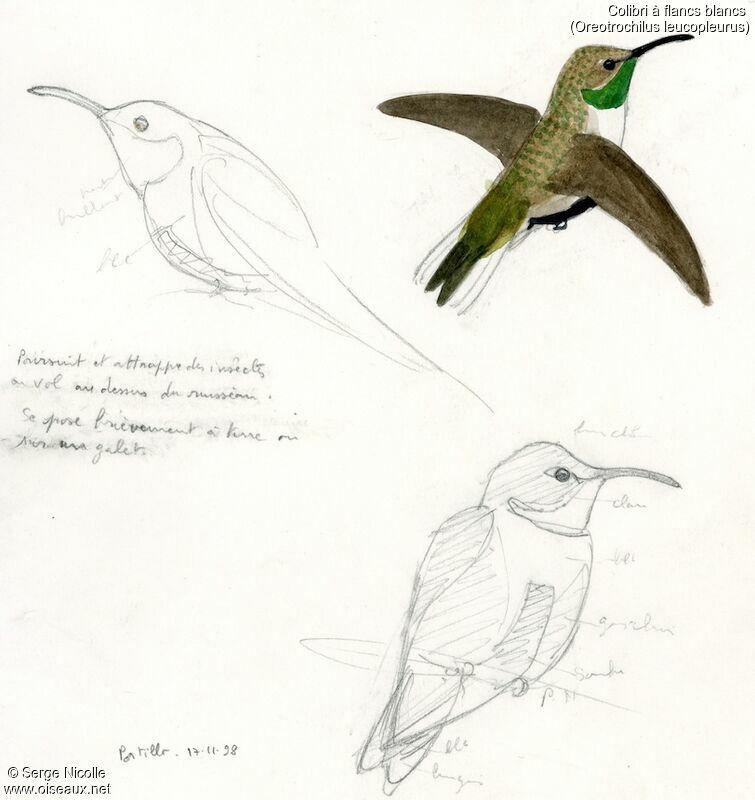 White-sided Hillstar, identification