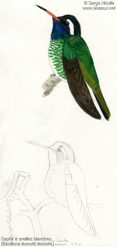 White-eared Hummingbird