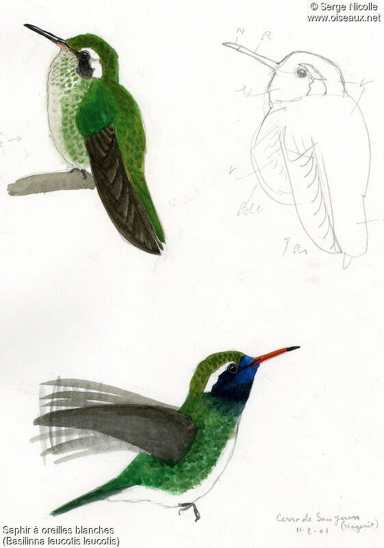 White-eared Hummingbird
