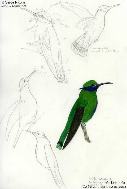 Sparkling Violetear, identification