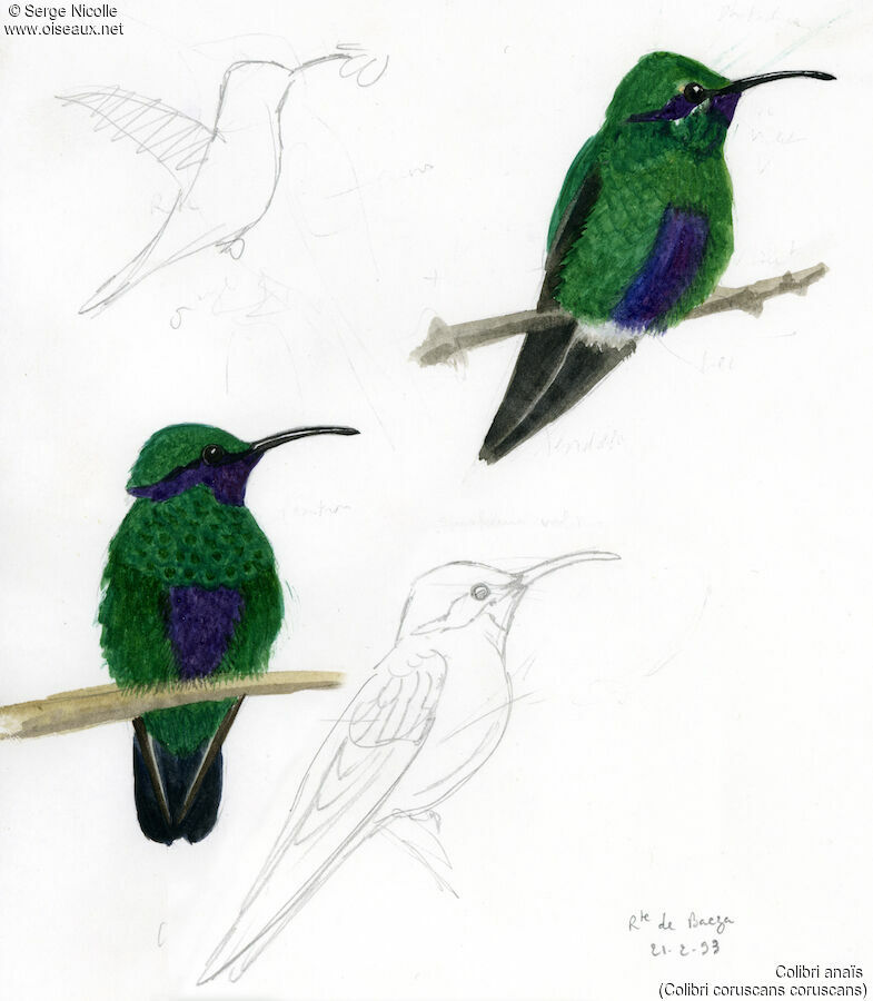 Sparkling Violetear