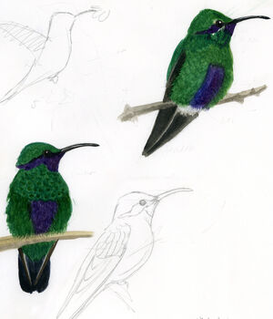 Colibri d'Anaïs