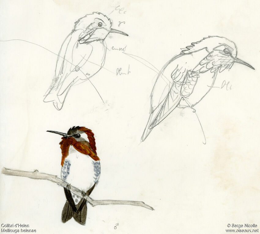 Bee Hummingbird