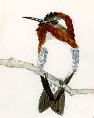Colibri d'Elena