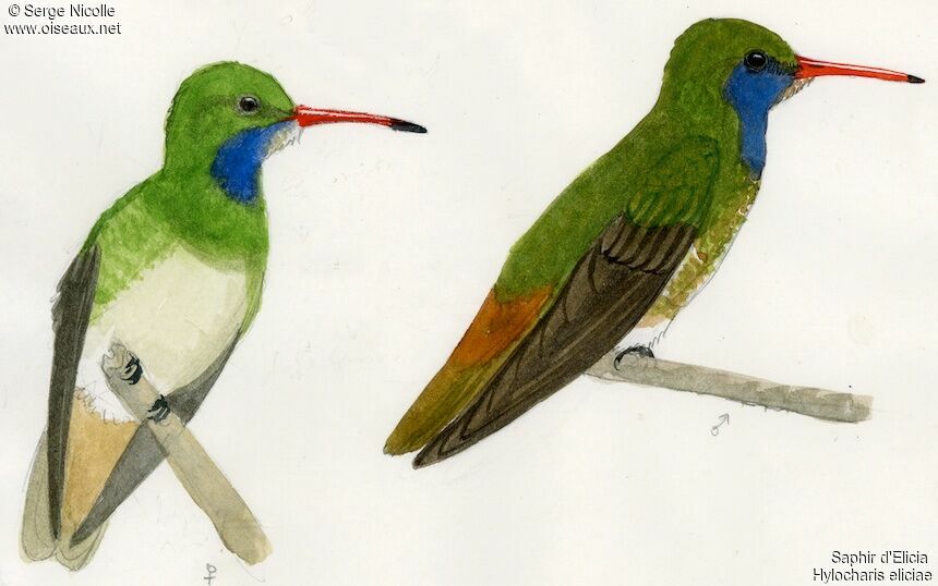 Blue-throated Sapphire