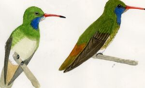 Colibri d'Élicia