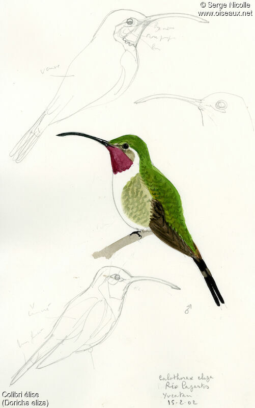 Mexican Sheartail
