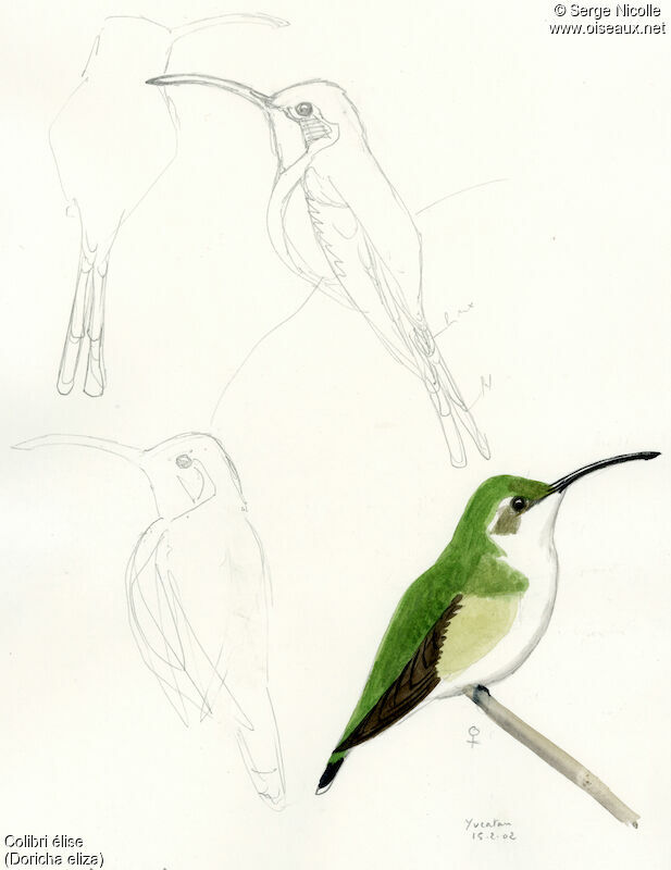 Mexican Sheartail