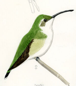 Colibri d'Eliza