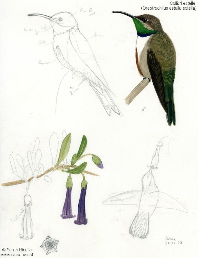 Colibri d'Estelle
