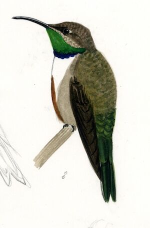 Colibri d'Estelle