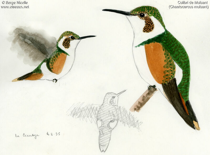 White-bellied Woodstar, identification