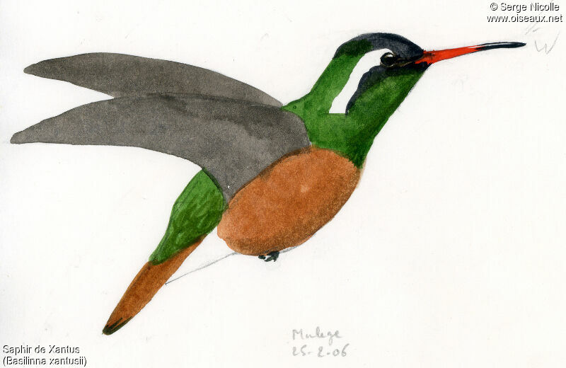 Xantus's Hummingbird