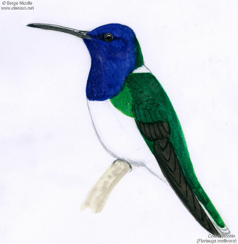 White-necked Jacobin, identification