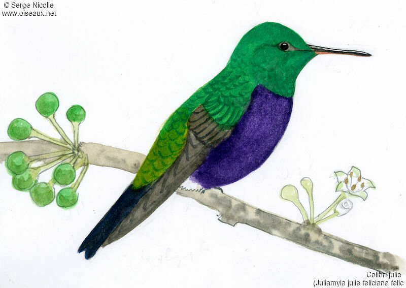 Violet-bellied Hummingbird (feliciana), identification