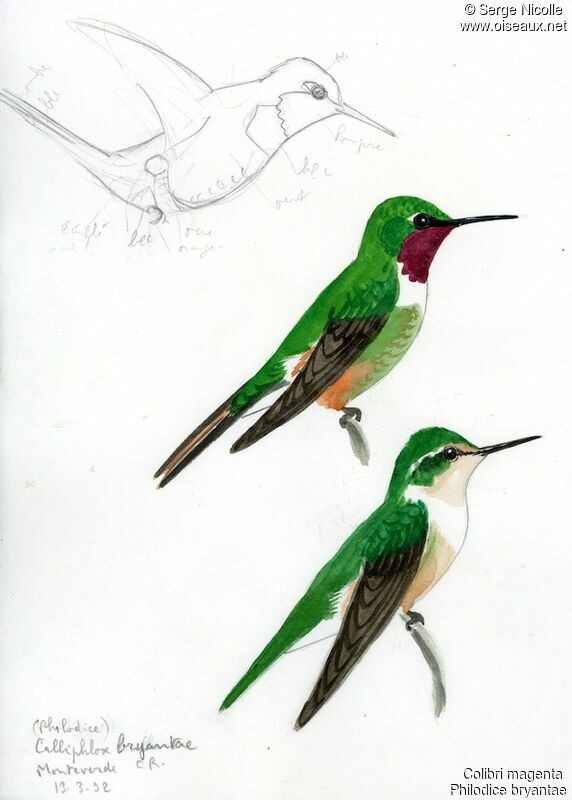 Magenta-throated Woodstar , identification