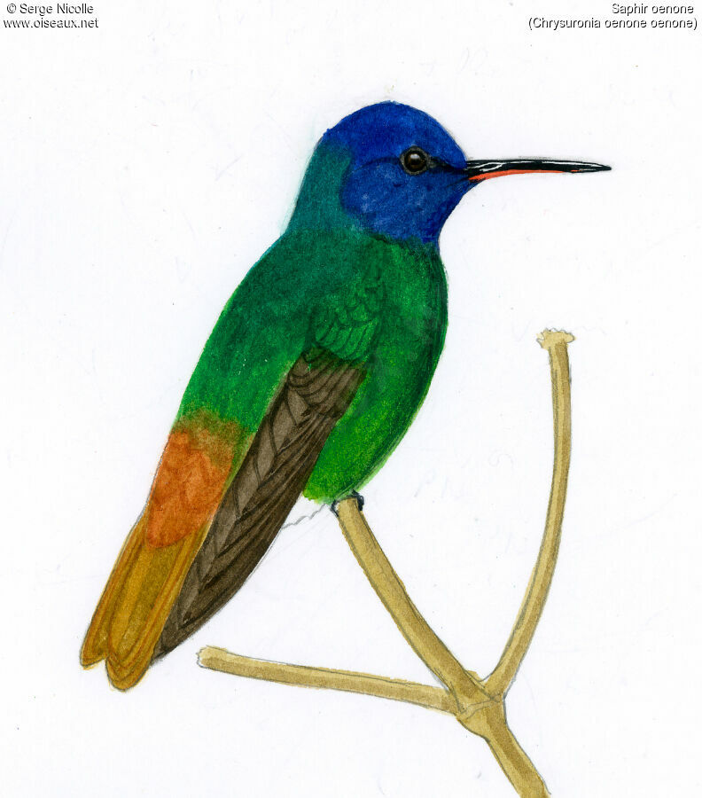 Golden-tailed Sapphire