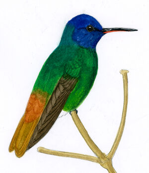 Colibri oenone