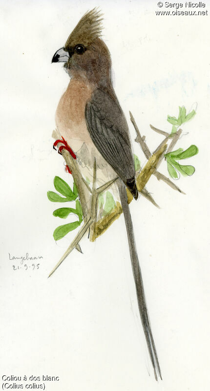 White-backed Mousebird, identification