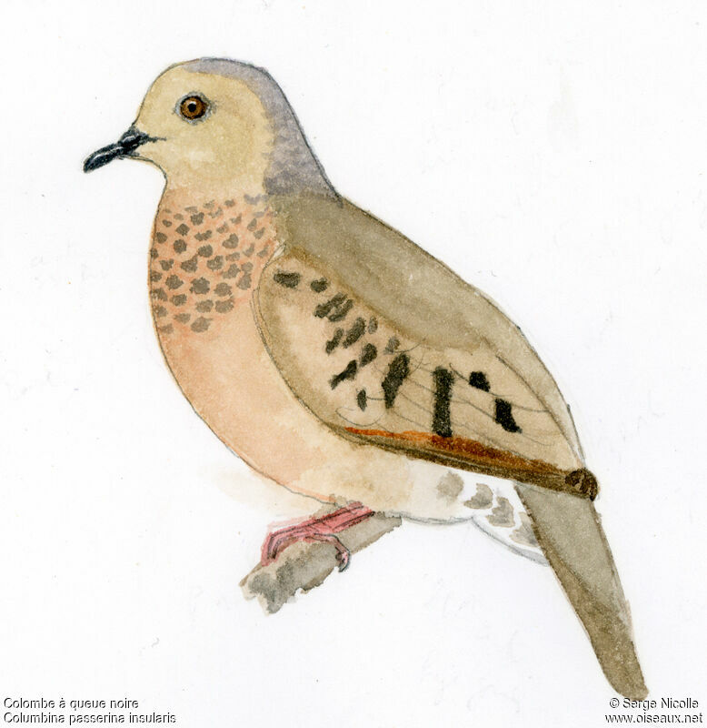 Common Ground Dove, identification