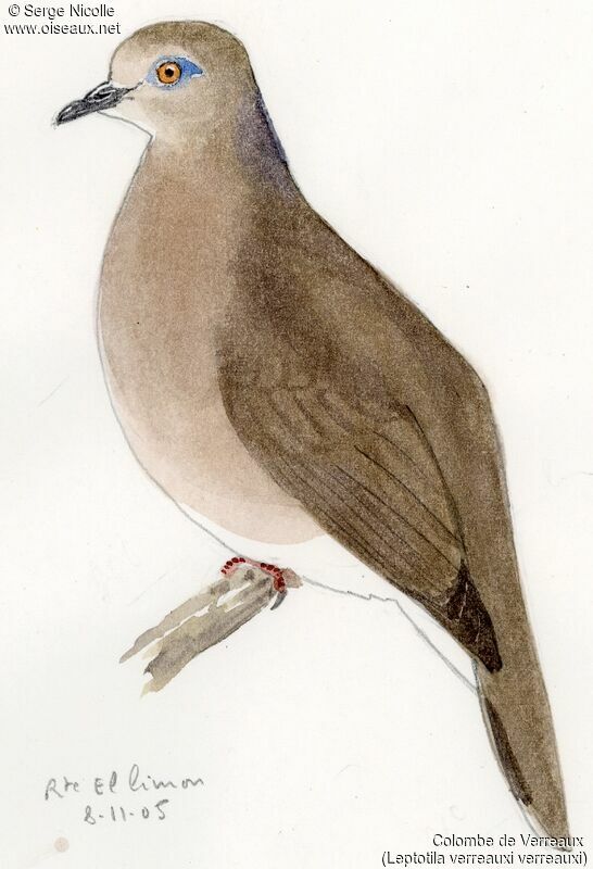 White-tipped Dove, identification