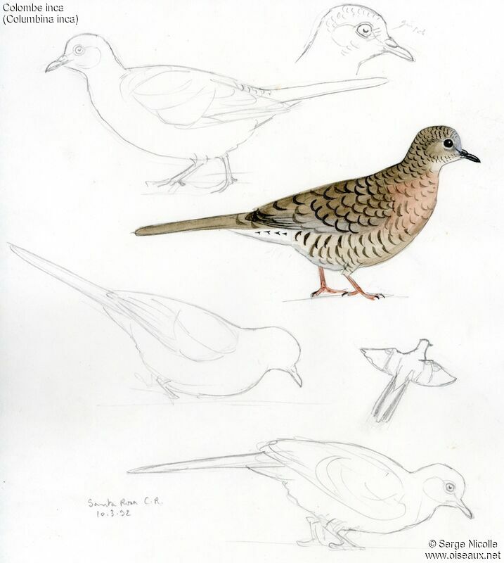 Inca Dove, identification