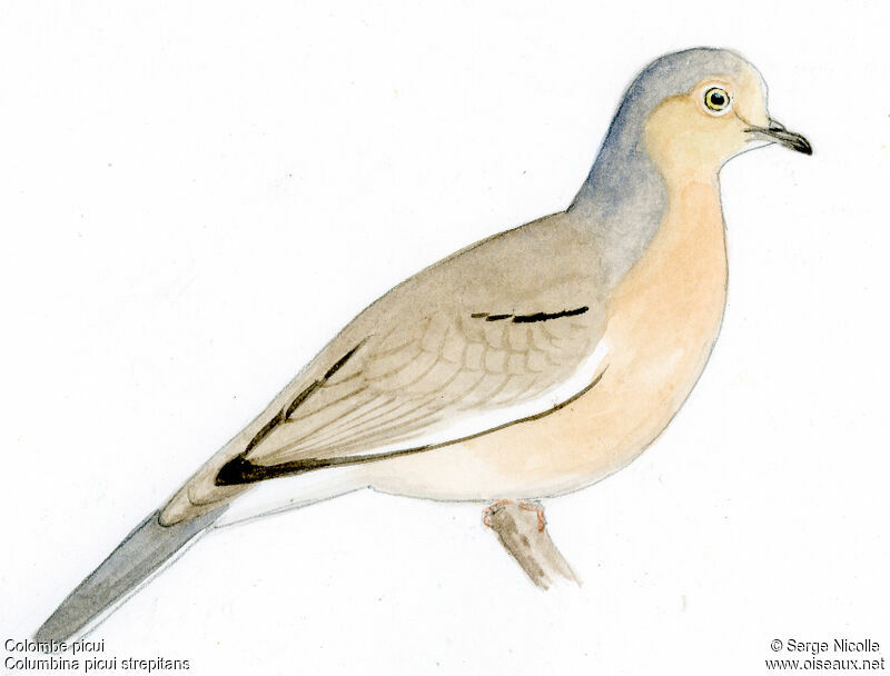 Picui Ground Dove, identification