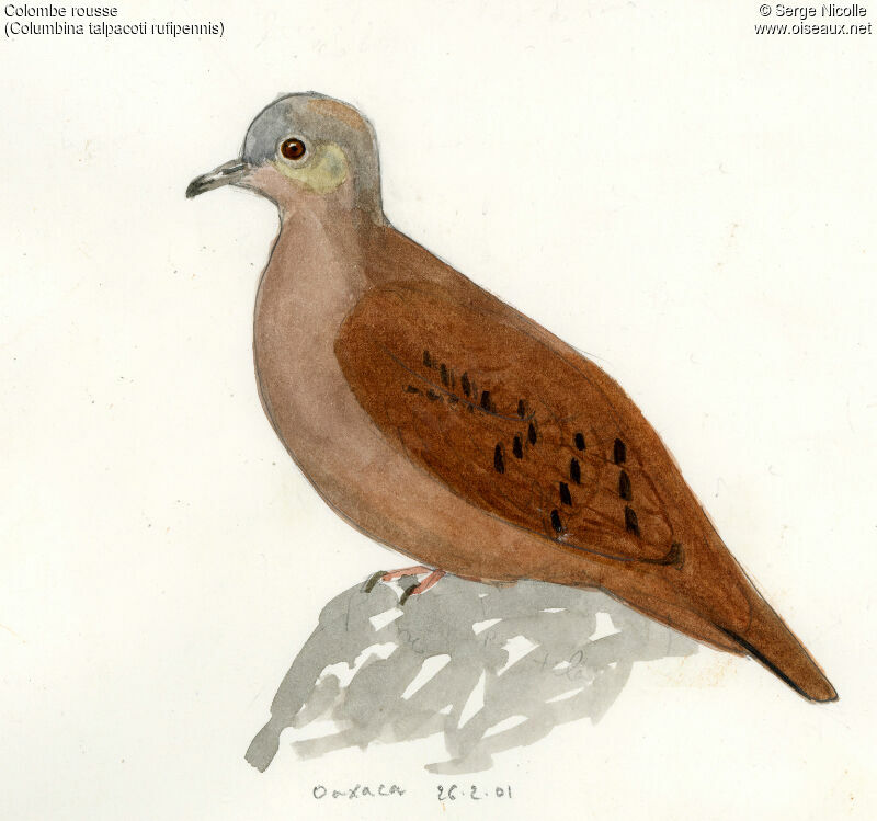 Ruddy Ground Dove, identification