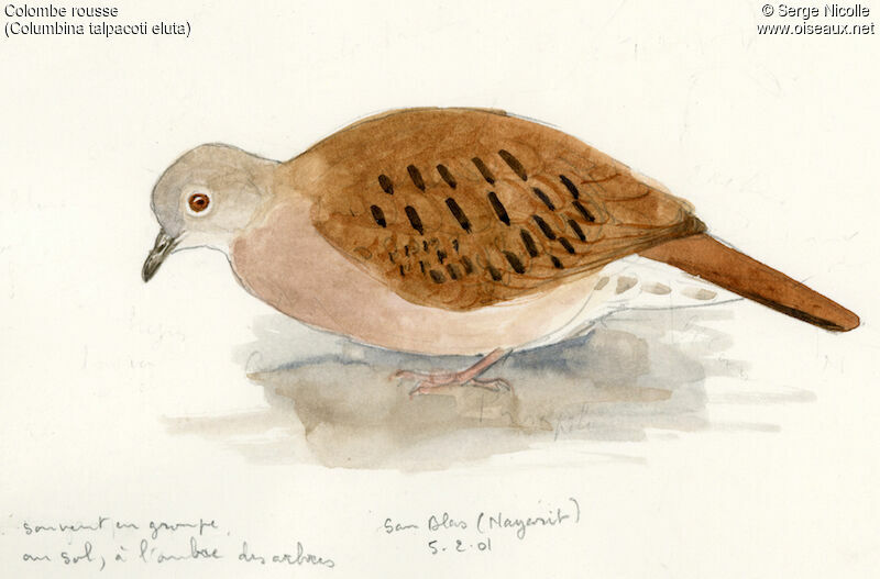 Ruddy Ground Dove, identification